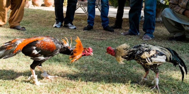 Cách đặt cược ăn tiền đậm khi tham gia