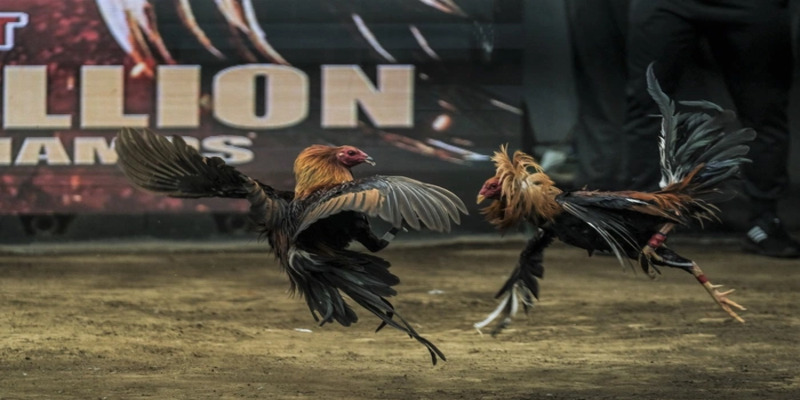 Các giống hay mà bạn cần biết