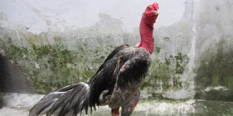 Định nghĩa gà chọi mắt ếch