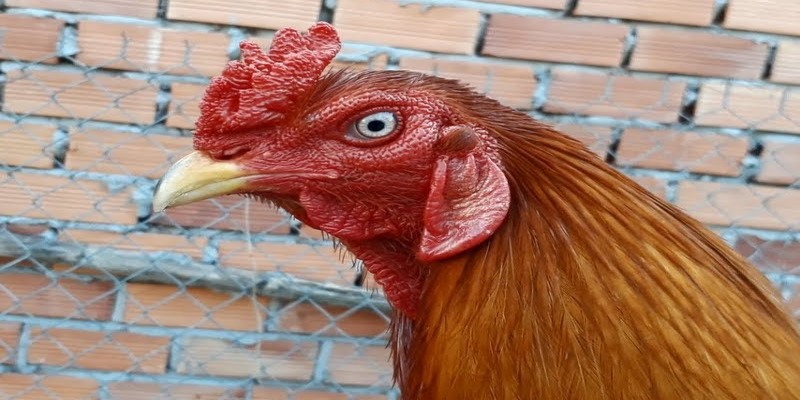 Những đặc điểm dễ nhận dạng gà chọi mắt ếch