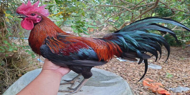 Cách chăm sóc dễ dàng và cẩn thận cho người mới