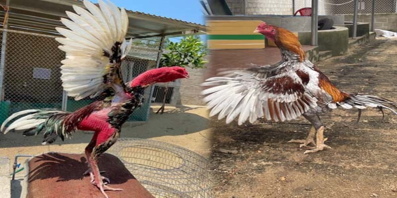 Những dòng gà nổi bật mà kê thủ nên nắm